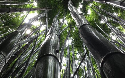 bamboo plants for making bamboo fabric