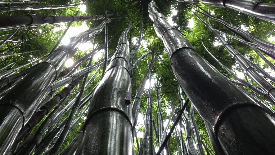 bamboo botany