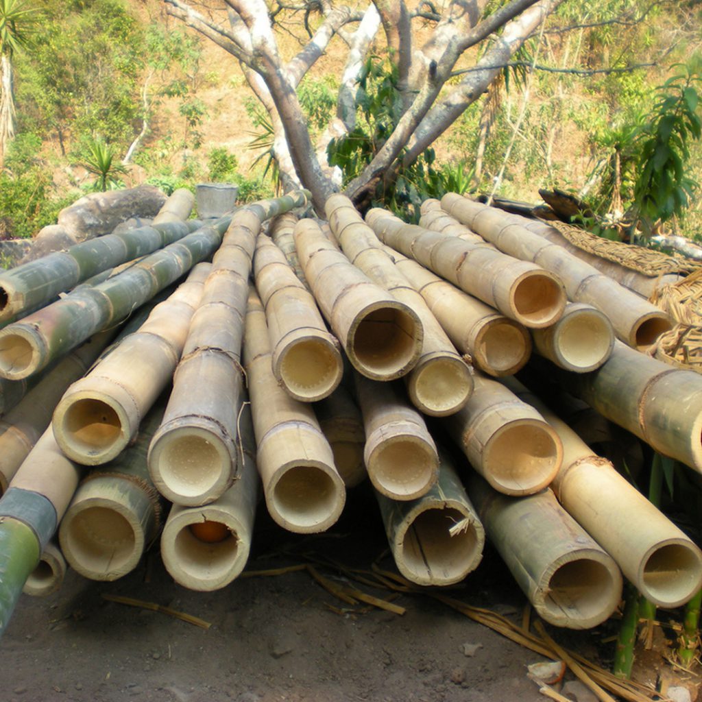 crop of bamboo