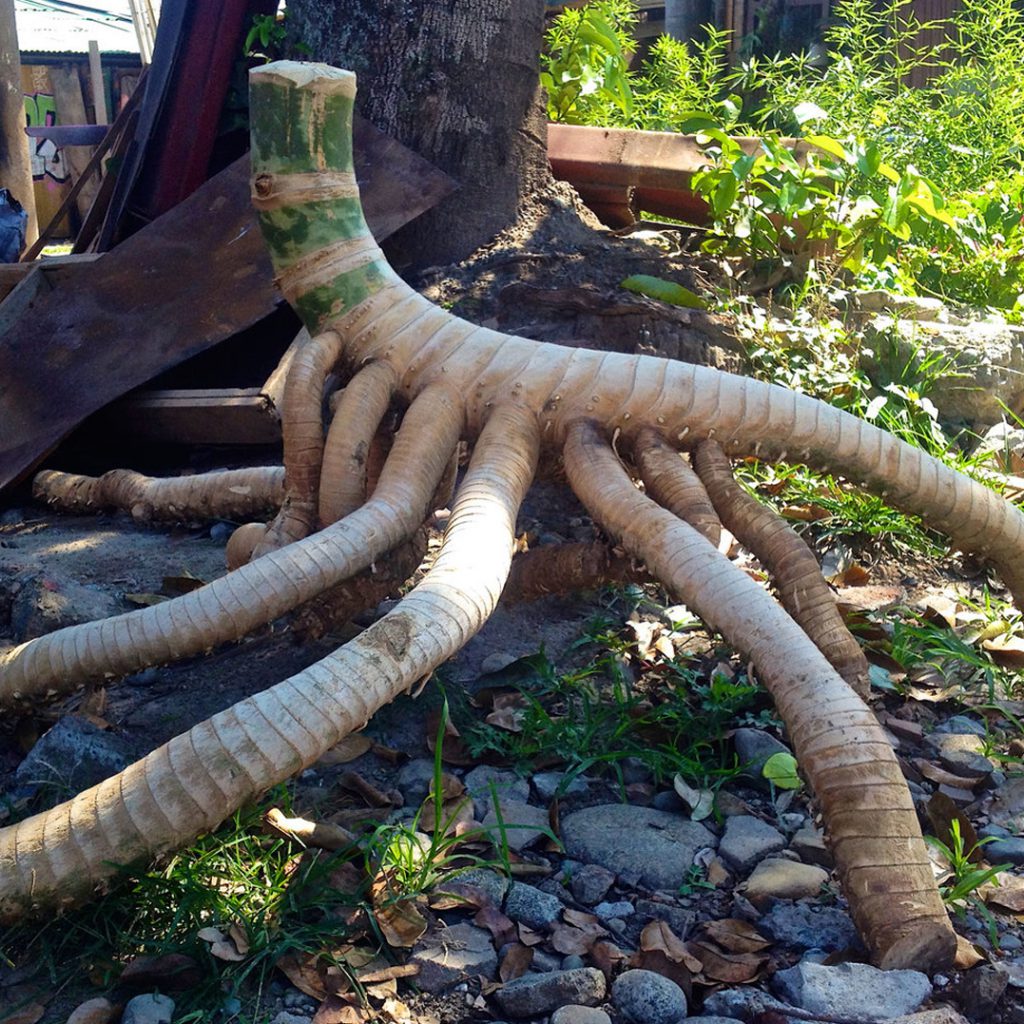 bamboo roots bamboo anatomy