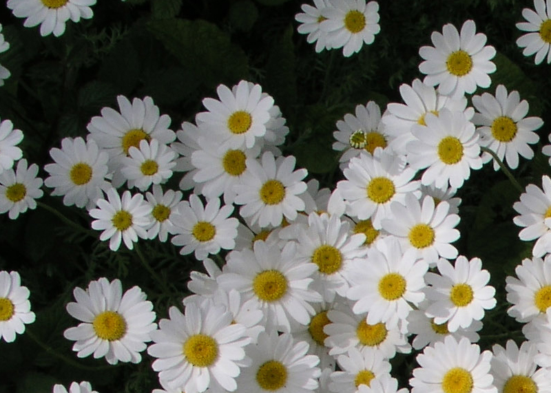 daisy flowers