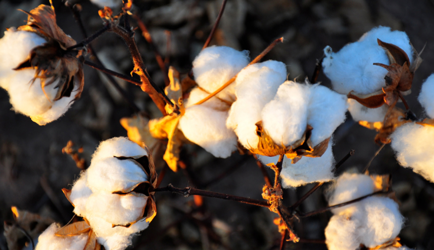 organic cotton used to make cotton fabric