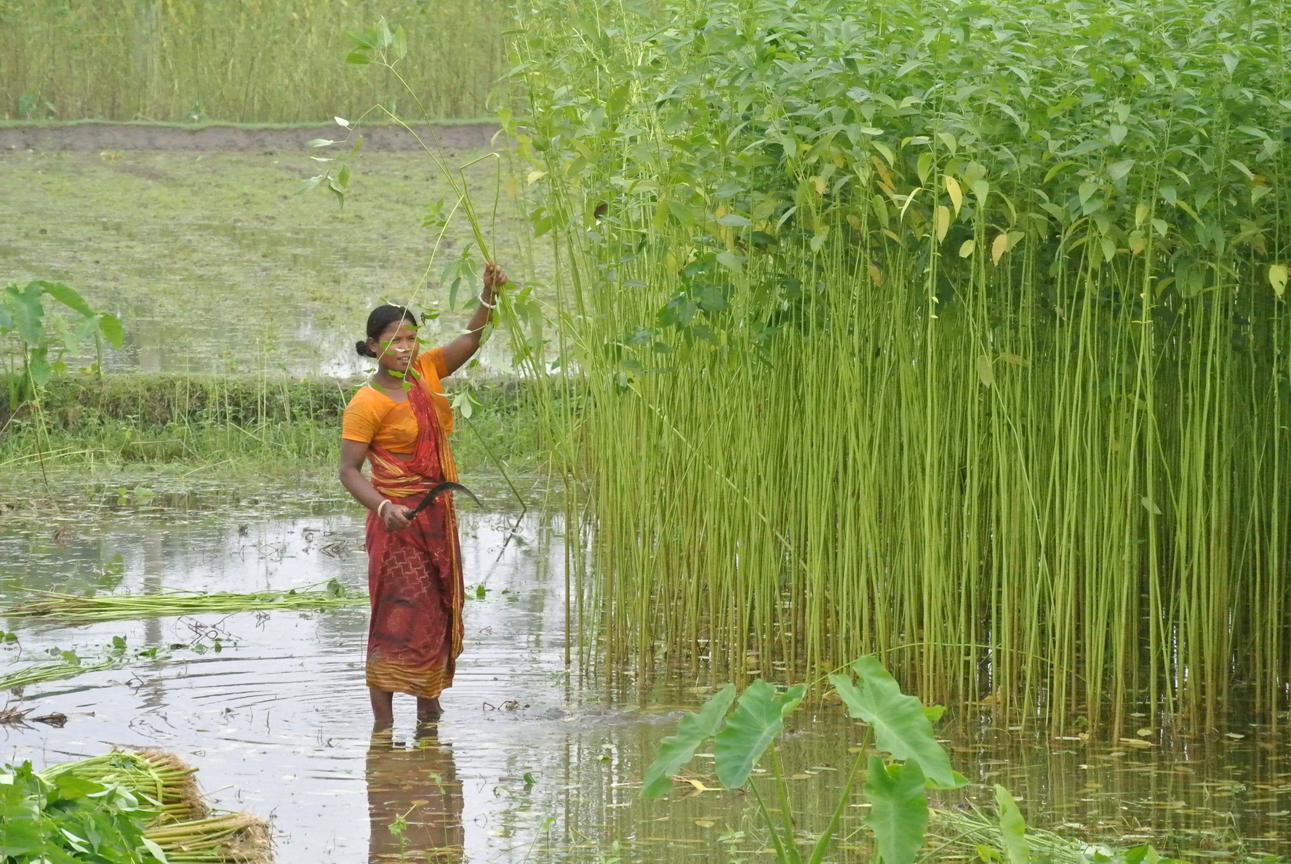 girl harvesting jute