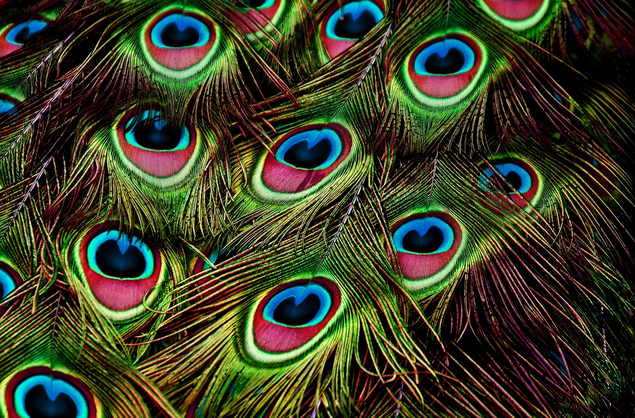 peacock feathers