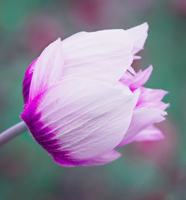 Printing photos on fabric cropped plant