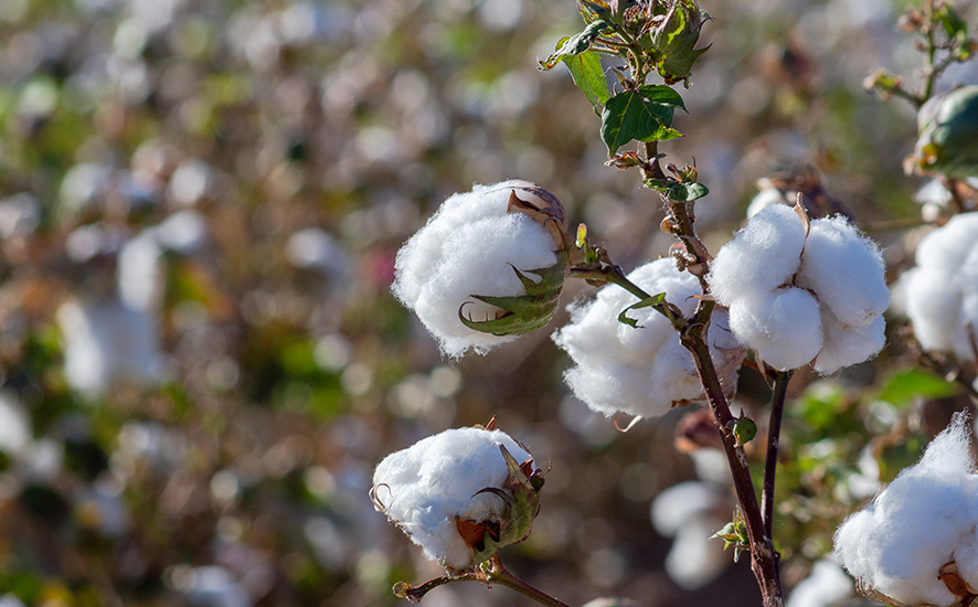 What is Cotton